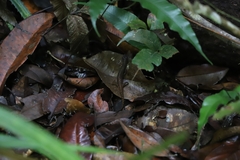 Saproscincus basiliscus