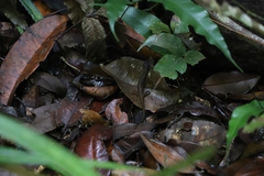 Saproscincus basiliscus