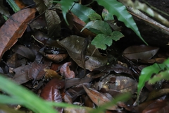 Saproscincus basiliscus