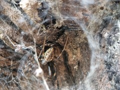 Nephilengys malabarensis