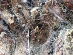 Nephilengys malabarensis