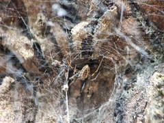 Nephilengys malabarensis