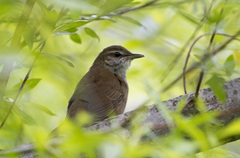 Helopsaltes amnicola
