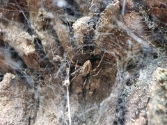 Nephilengys malabarensis