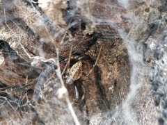 Nephilengys malabarensis