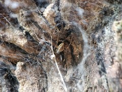 Nephilengys malabarensis