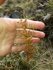 Aciphylla crenulata