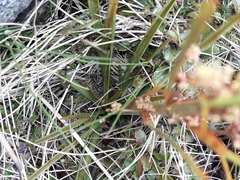 Aciphylla crenulata