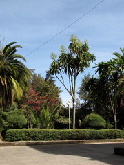 Dracaena steudneri