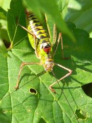 Poecilimon thoracicus