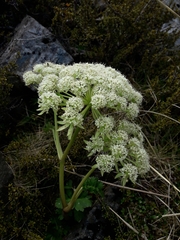 Anisotome pilifera