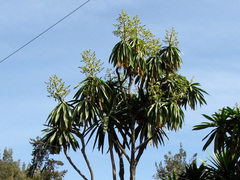 Dracaena steudneri