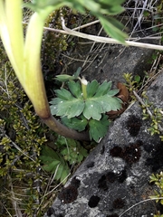 Anisotome pilifera