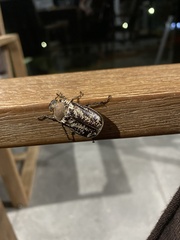 Dermolepida albohirtum