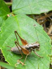 Pachytrachis gracilis