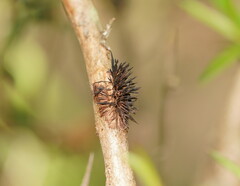 Septobasidium clelandii