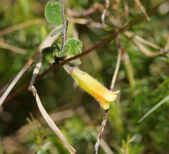 Marianthus bignoniaceus