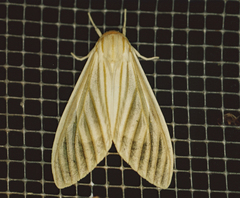Munona iridescens