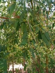 Odontomyia hunteri