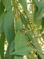 Odontomyia hunteri