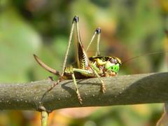 Eupholidoptera schmidti