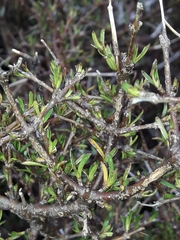 Coprosma rugosa
