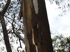 Hemidactylus platycephalus