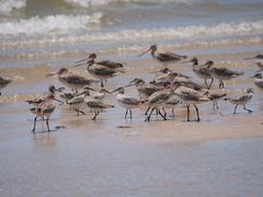 Calidris tenuirostris