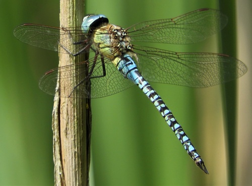 Southern Migrant Hawker, 's-Hertogenbosch, Nederland, photo 9 of 10