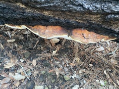 Fomitopsis