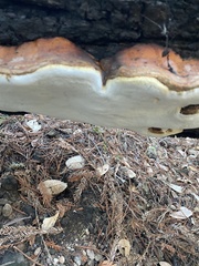 Fomitopsis