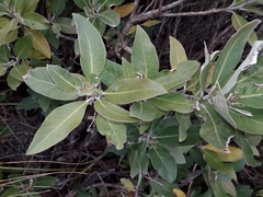 Olearia avicenniifolia