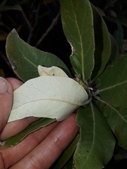Olearia avicenniifolia