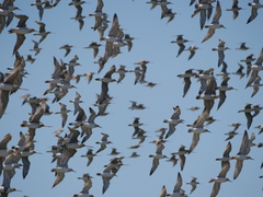 Calidris tenuirostris