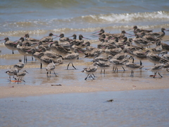 Calidris tenuirostris