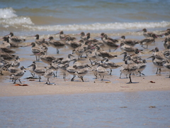 Calidris tenuirostris