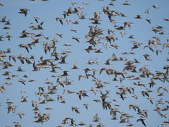 Calidris tenuirostris