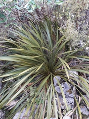 Aciphylla horrida