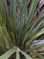 Aciphylla horrida