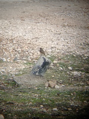 Phoenicurus ochruros