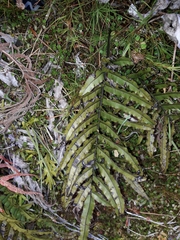 Blechnum montanum