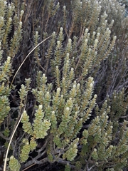 Olearia nummulariifolia