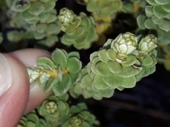 Olearia nummulariifolia