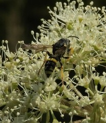 Cerceris rybyensis