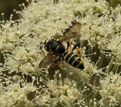 Cerceris arenaria