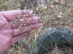 Patrinia rupestris