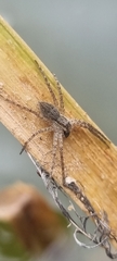 Nilus