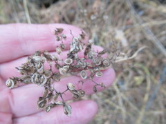 Patrinia rupestris
