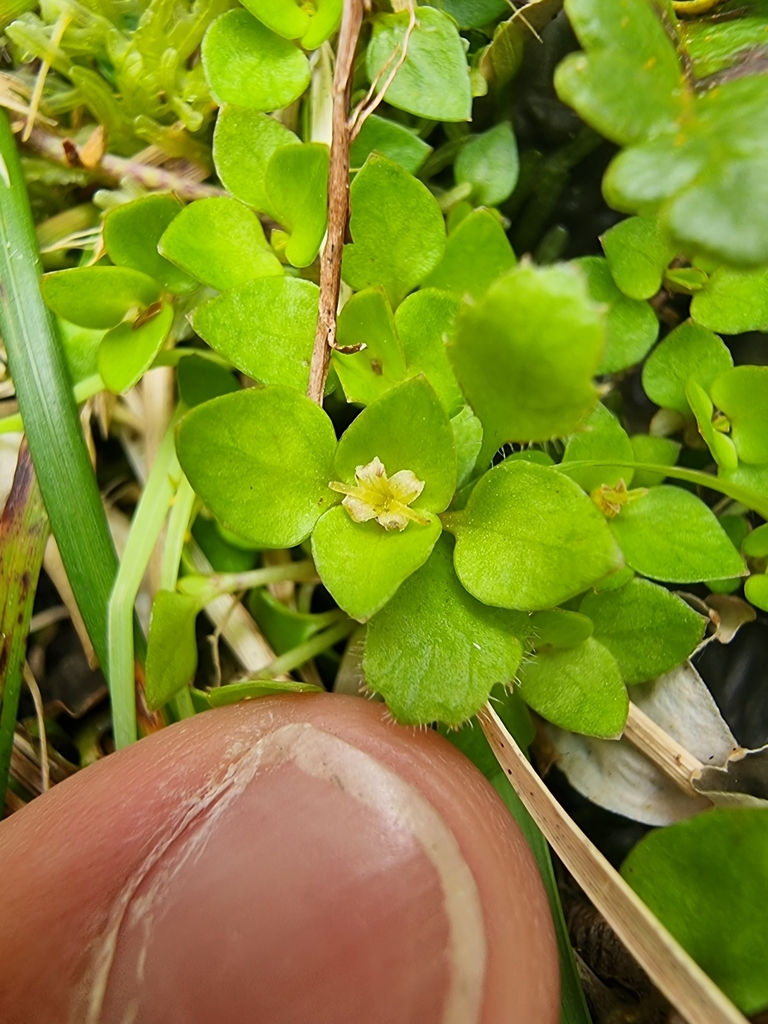 fruiting duckweed