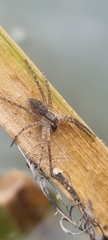 Nilus